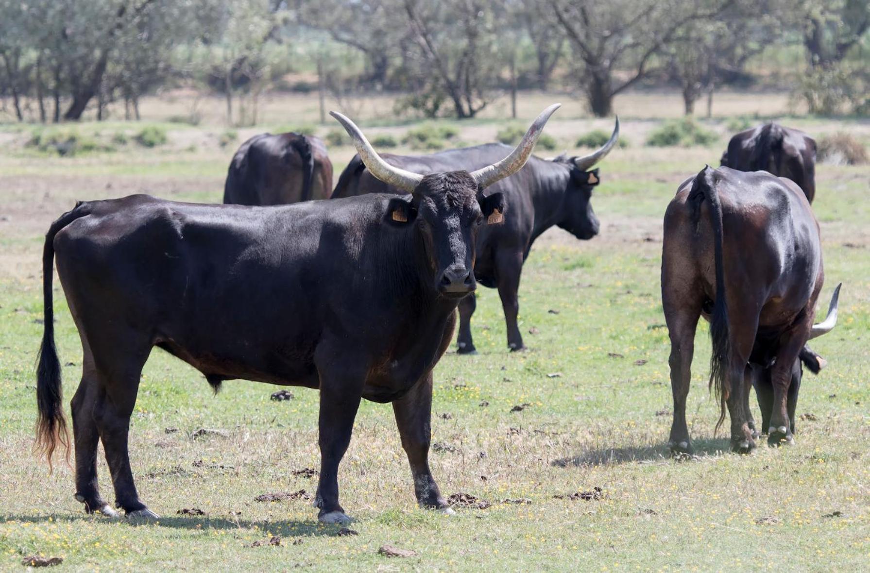 Aramon Le Gite De Lolivier En Provence מראה חיצוני תמונה